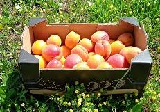 Abricot à confiture colis de 5kg