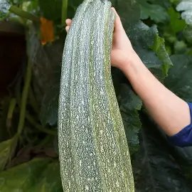 Courgette GROSSE Venteuges